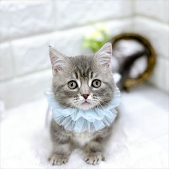 福井県のマンチカン (犬の家＆猫の里アミーゴ福井店/2026年1月23日生まれ/男の子/ブルータビーホワイト)の子猫の1枚目の画像