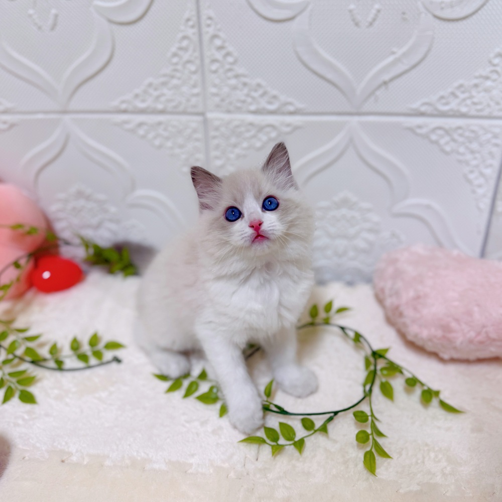 愛知県のラグドール (犬の家＆猫の里岡崎店/2026年1月23日生まれ/男の子/ブルーポイントバイカラー)の子猫の1枚目の画像