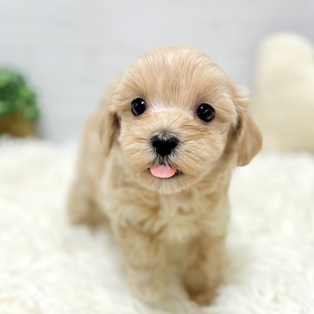 愛知県のマルプー(マルチーズ×プードル) (犬の家＆猫の里豊田店/2026年1月27日生まれ/女の子/クリーム)の子犬の1枚目の画像