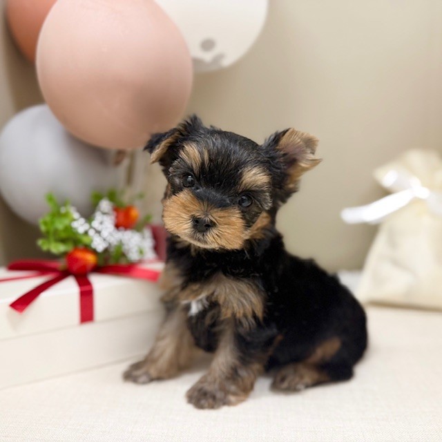千葉県のヨークシャーテリア (犬の家＆猫の里ワンズモール稲毛店/2026年1月26日生まれ/男の子/スチールブルータン)の子犬の1枚目の画像