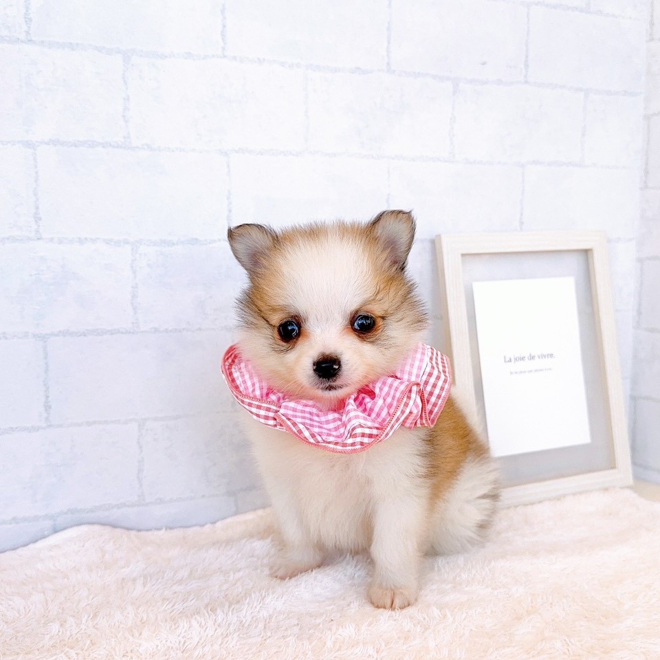 石川県のポメチワ/チワポメ/ポメチー(ポメラニアン×チワワ) (犬の家＆猫の里金沢店/2026年1月26日生まれ/女の子/パーティーカラー)の子犬の1枚目の画像