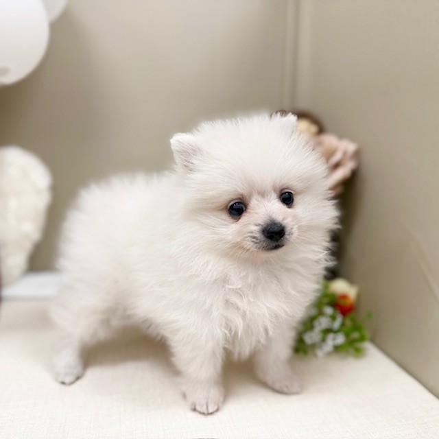 千葉県のポメラニアン (犬の家＆猫の里ワンズモール稲毛店/2026年1月27日生まれ/女の子/クリーム)の子犬の1枚目の画像
