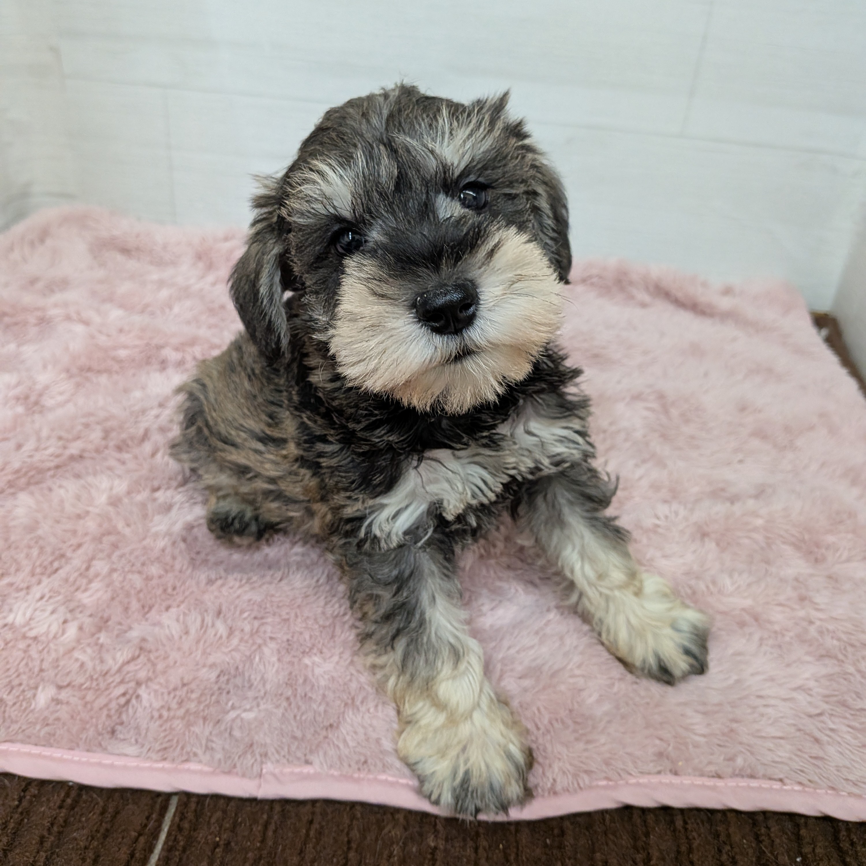 愛知県のミニチュアシュナウザー (犬の家＆猫の里碧南店/2026年1月27日生まれ/男の子/ソルトペッパー)の子犬の1枚目の画像