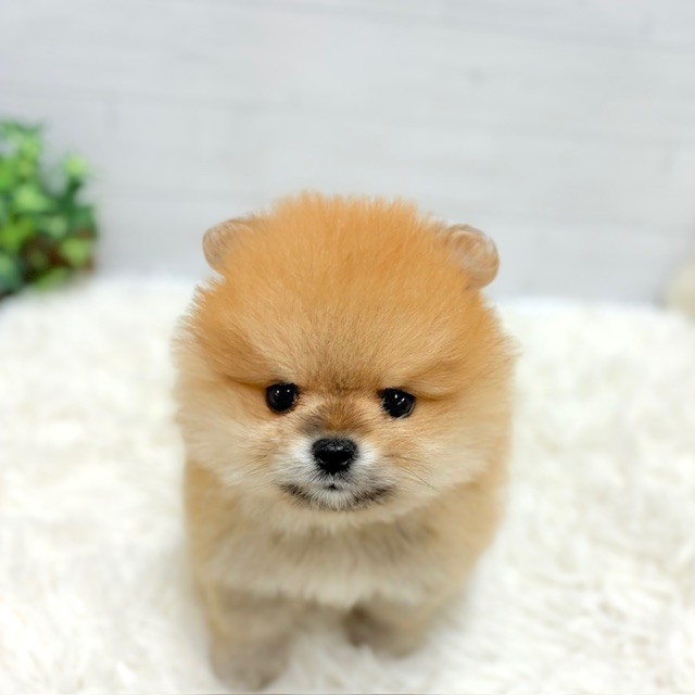 愛知県のポメラニアン (犬の家＆猫の里豊田店/2026年1月26日生まれ/女の子/オレンジ)の子犬の1枚目の画像