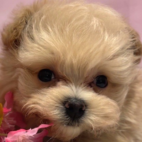 福岡県のマルプー(マルチーズ×プードル) (犬の家＆猫の里トリアス久山店/2026年1月19日生まれ/男の子/アプリコット)の子犬の1枚目の画像