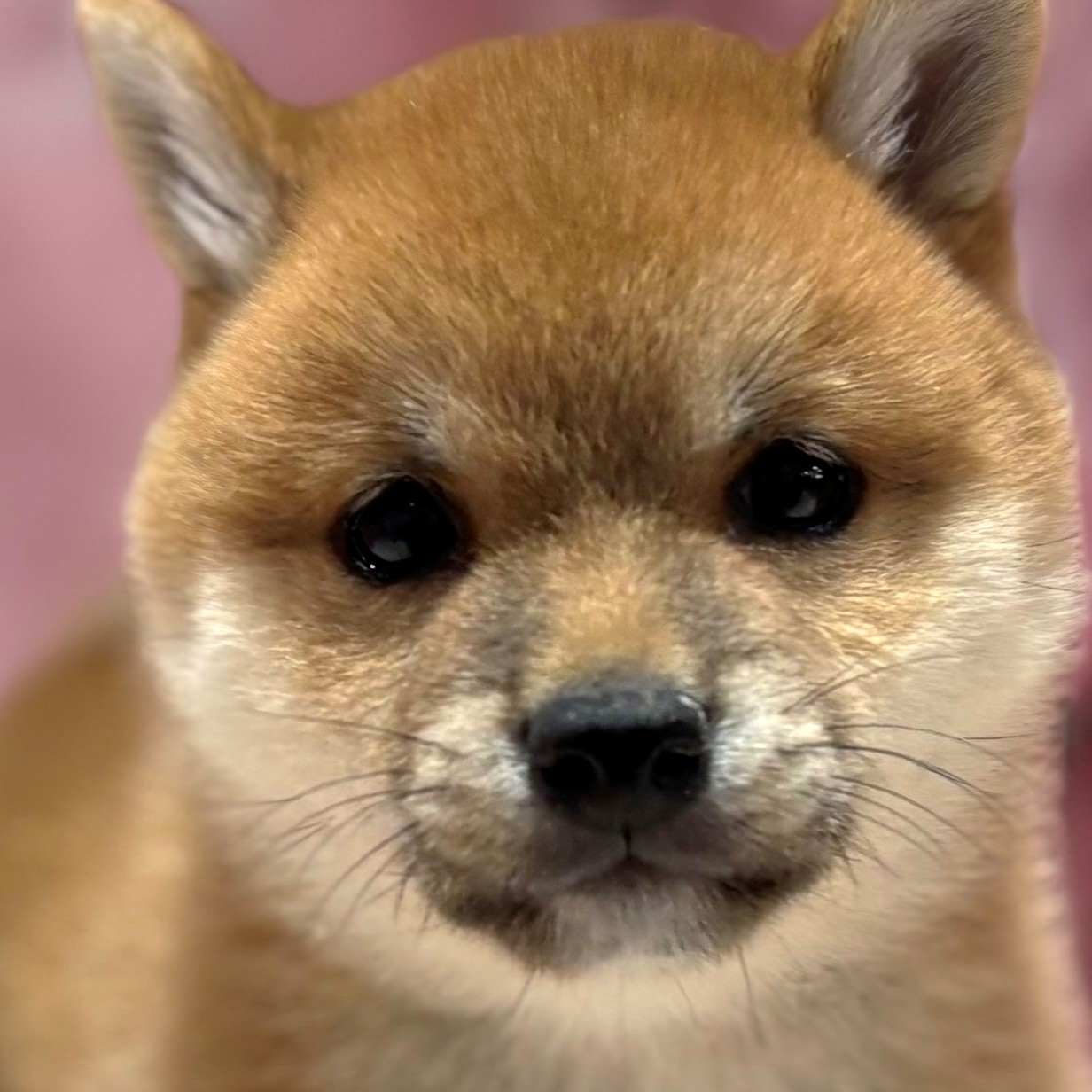 福岡県の豆柴 (犬の家＆猫の里トリアス久山店/2026年1月24日生まれ/男の子/赤)の子犬の1枚目の画像