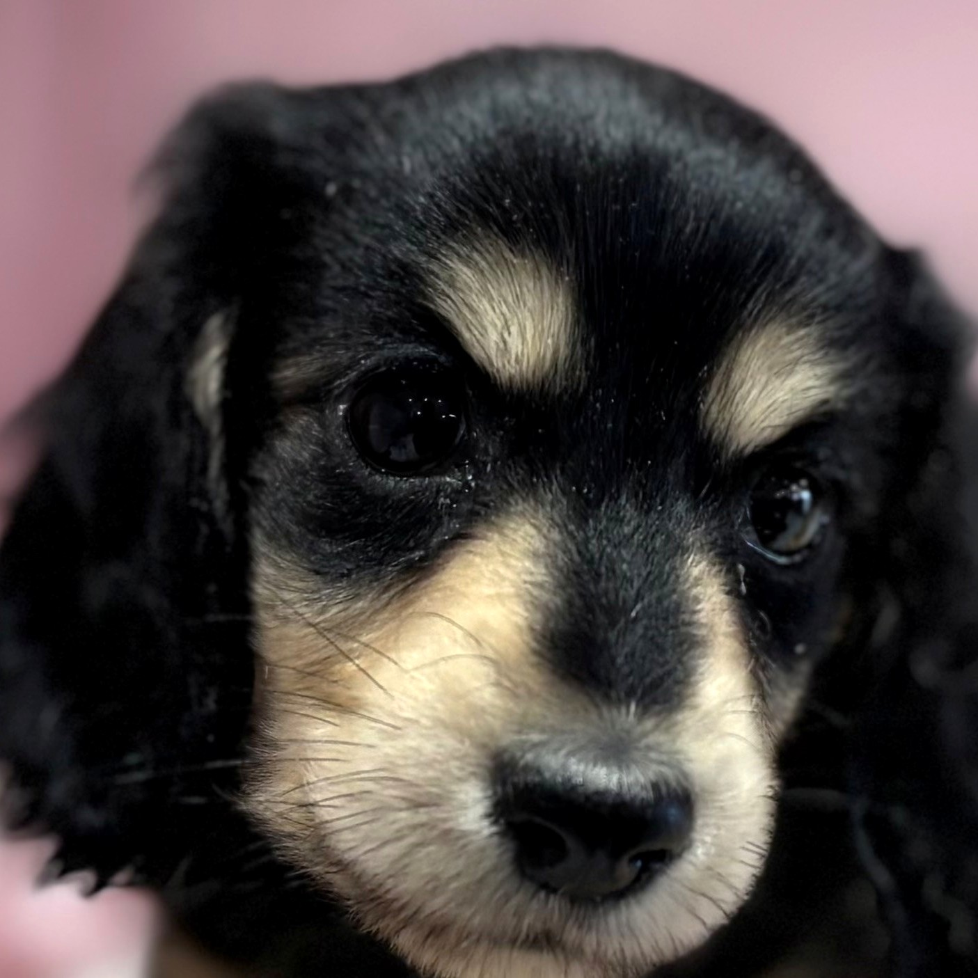 福岡県のミニチュアダックスフンド(ロング) (犬の家＆猫の里トリアス久山店/2026年1月25日生まれ/女の子/ブラックイエロー)の子犬の1枚目の画像