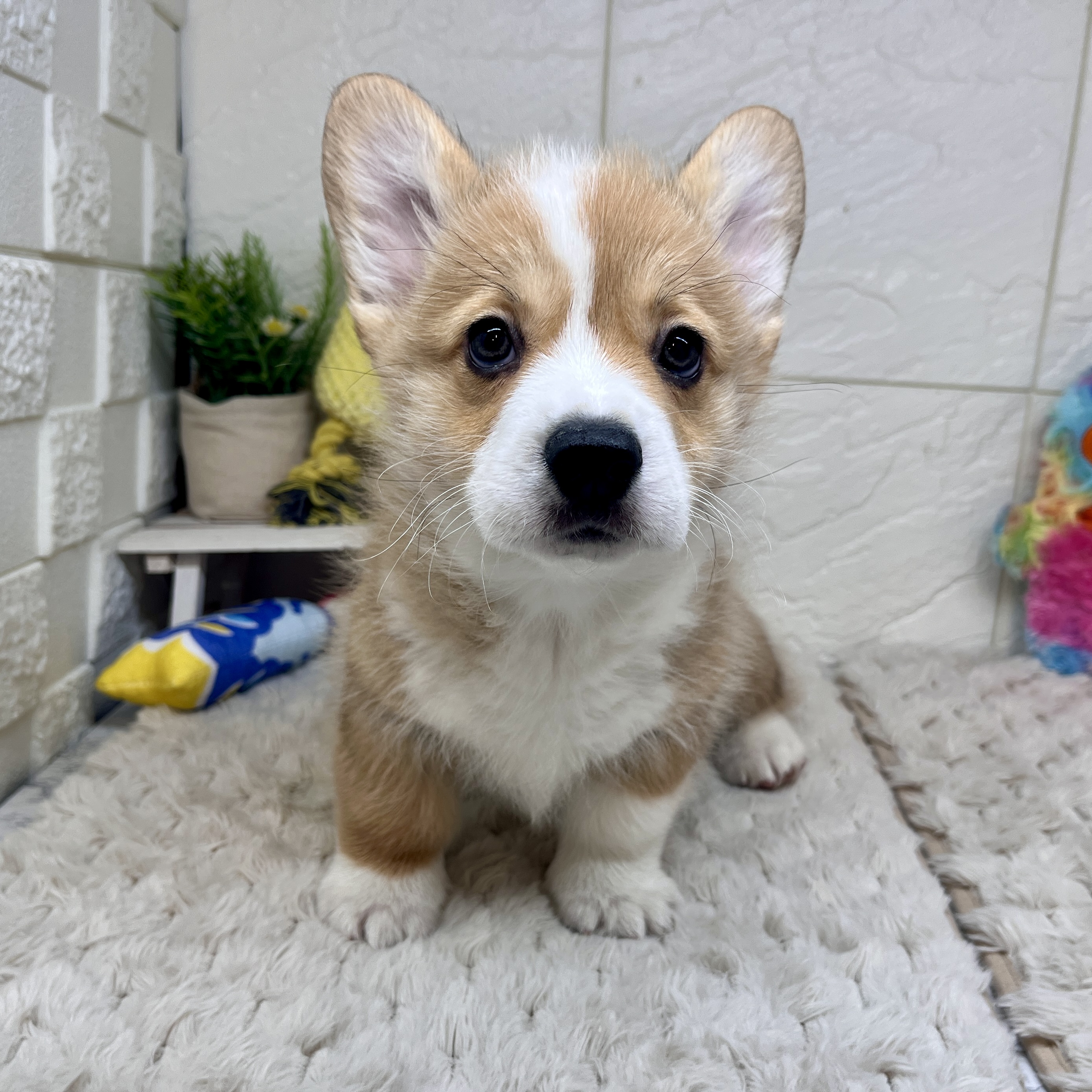 コーギー男の子の写真