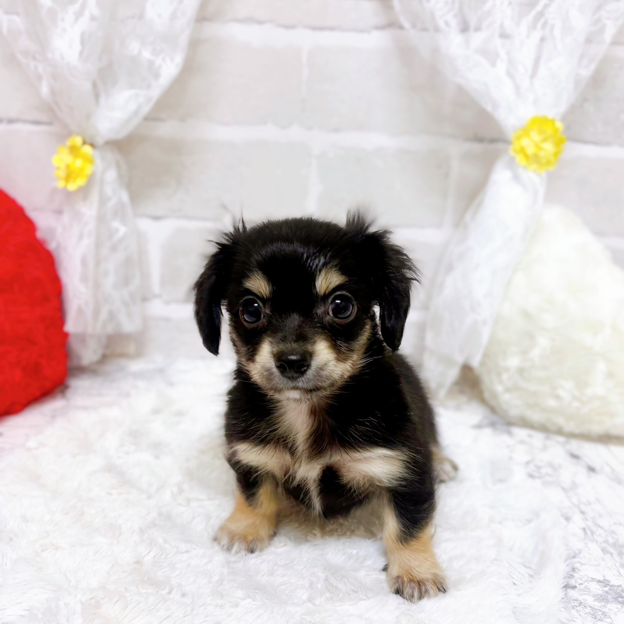 京都府のチワックス(チワワ×ダックス) (犬の家＆猫の里京都精華店/2026年1月28日生まれ/女の子/ブラッククリーム)の子犬の1枚目の画像