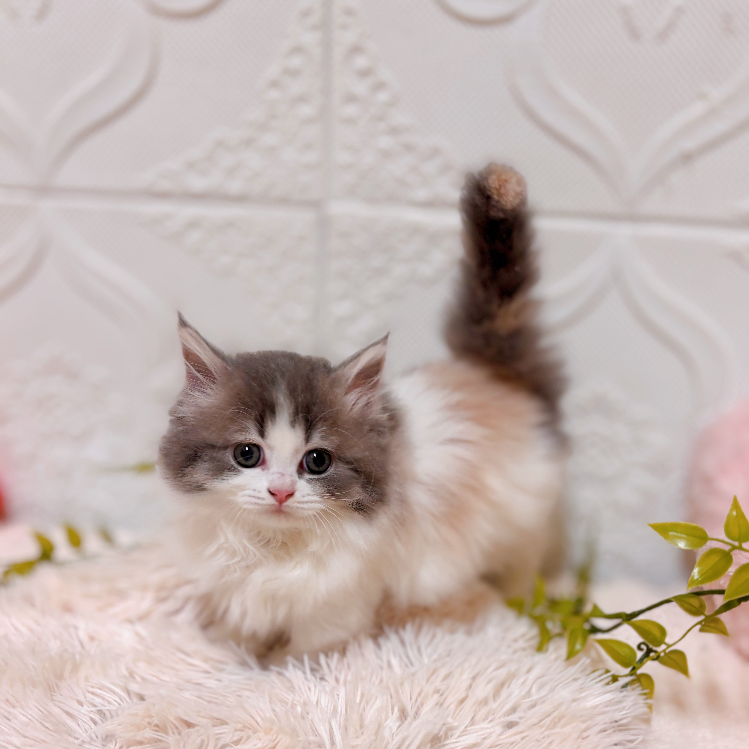 愛知県のミヌエット (犬の家＆猫の里岡崎店/2026年1月28日生まれ/女の子/ブルーパッチドタビーホワイト)の子猫