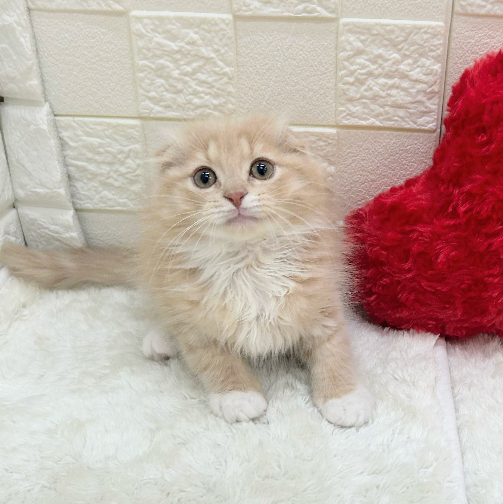 愛知県のスコティッシュフォールド (犬の家＆猫の里アミーゴ神の倉店/2026年1月28日生まれ/男の子/クリームタビーホワイト)の子猫の1枚目の画像