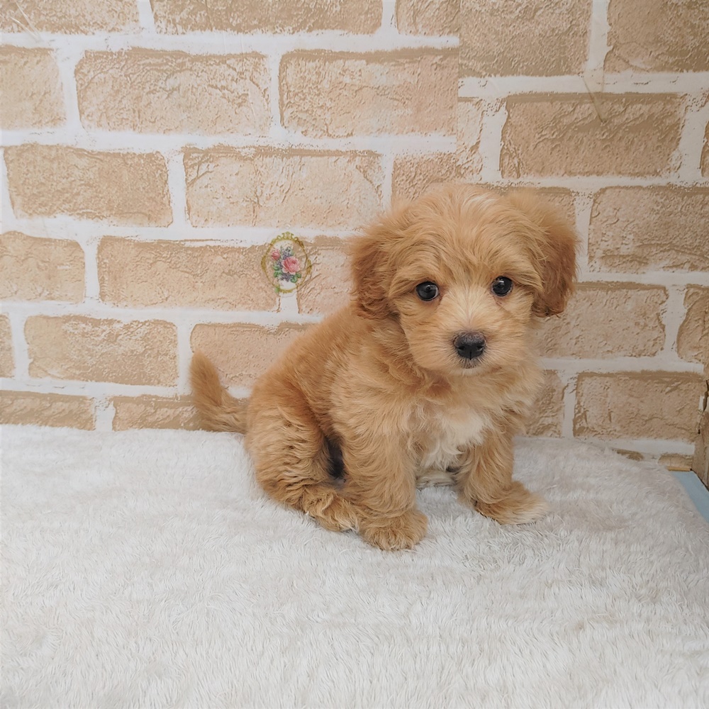 ハーフ犬の画像5