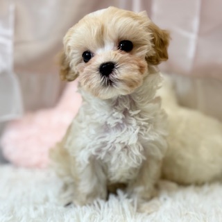 兵庫県のマルプー(マルチーズ×プードル) (犬の家＆猫の里カナート西神戸店/2026年1月30日生まれ/女の子/クリーム)の子犬の1枚目の画像