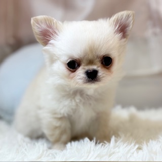 兵庫県のチワワ(ロング) (犬の家＆猫の里カナート西神戸店/2026年1月30日生まれ/男の子/ホワイト)の子犬の1枚目の画像