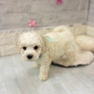 生体画像５