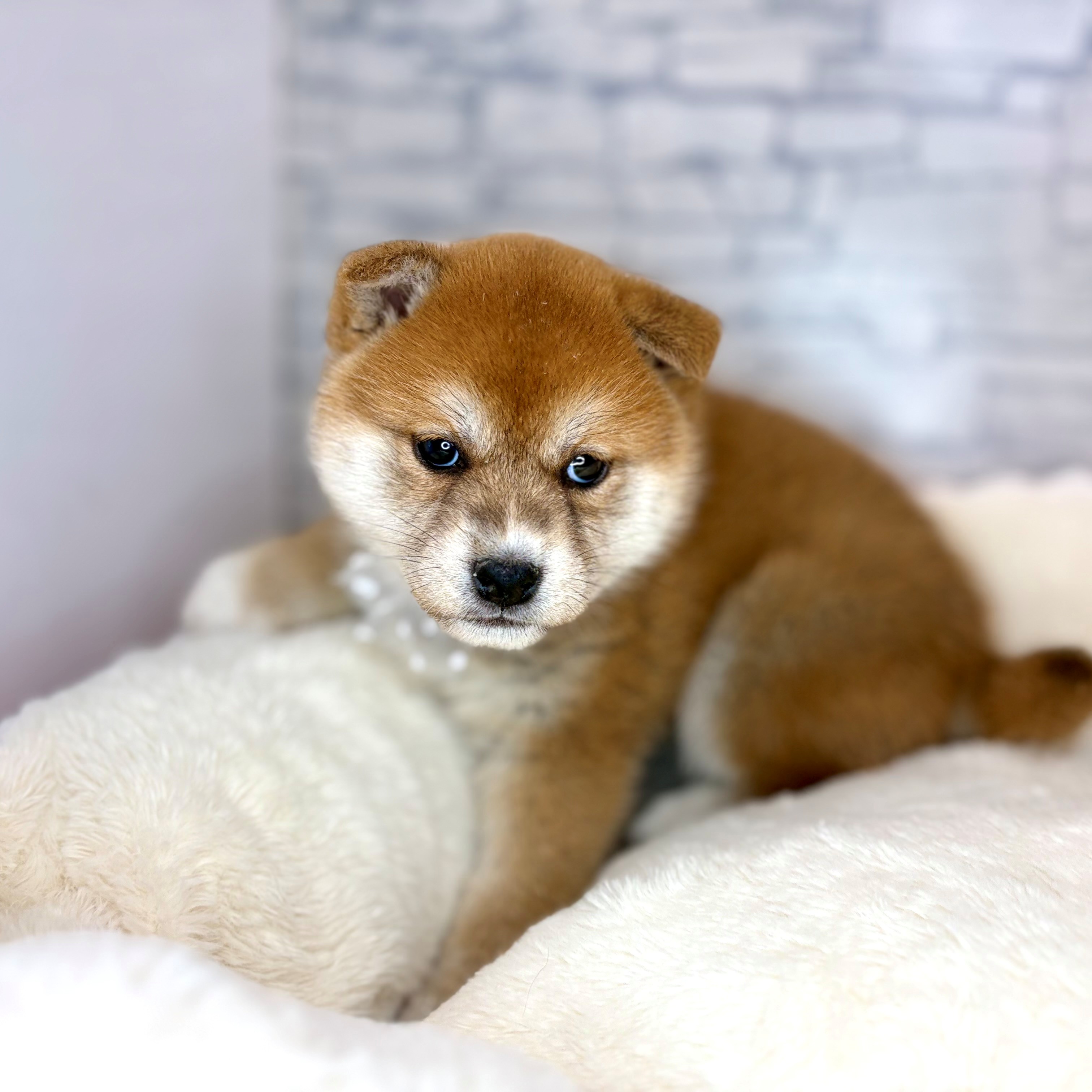 長野県の柴犬(標準サイズ) (犬の家＆猫の里長野店/2026年2月2日生まれ/女の子/赤)の子犬の1枚目の画像