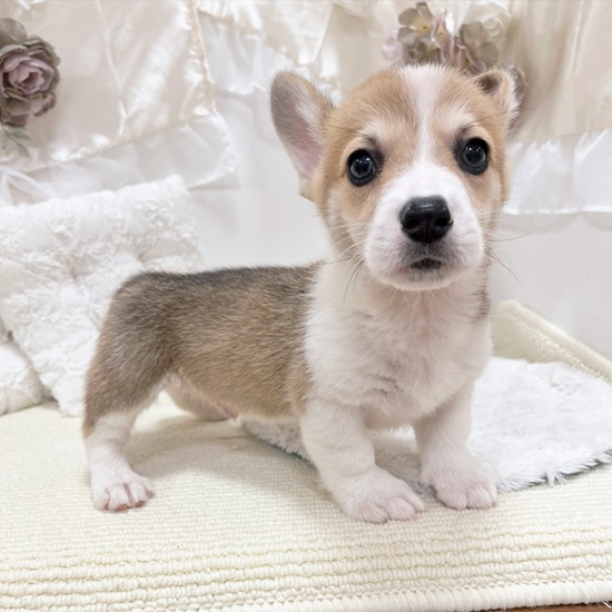 岐阜県のウェルシュコーギーペンブローク (犬の家＆猫の里カラフルタウン岐阜店/2026年1月26日生まれ/男の子/レッドホワイト)の子犬