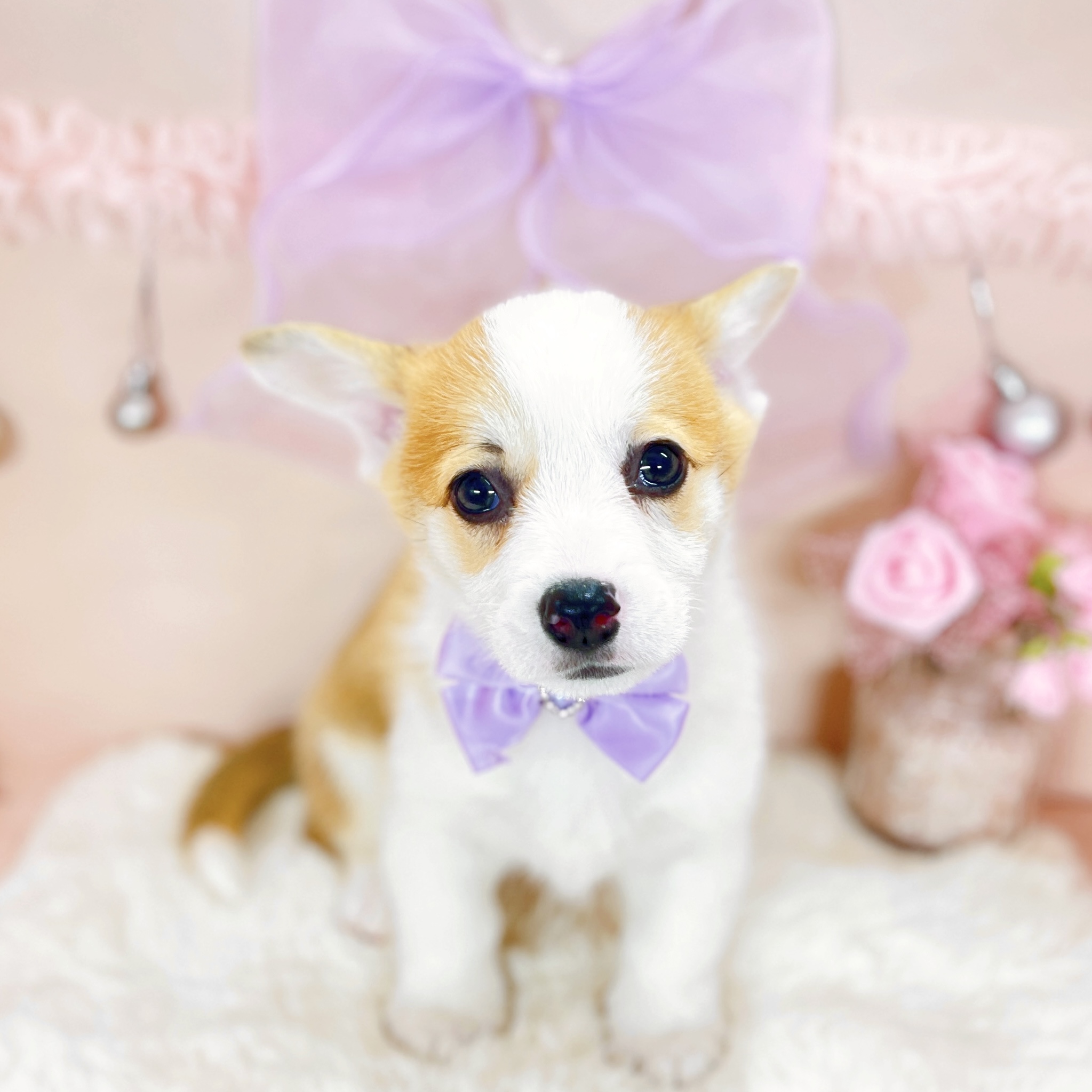 福井県のウェルシュコーギーペンブローク (犬の家＆猫の里アミーゴ福井大和田店/2026年1月26日生まれ/女の子/レッドホワイト)の子犬の1枚目の画像