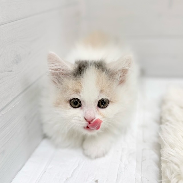 生体画像５