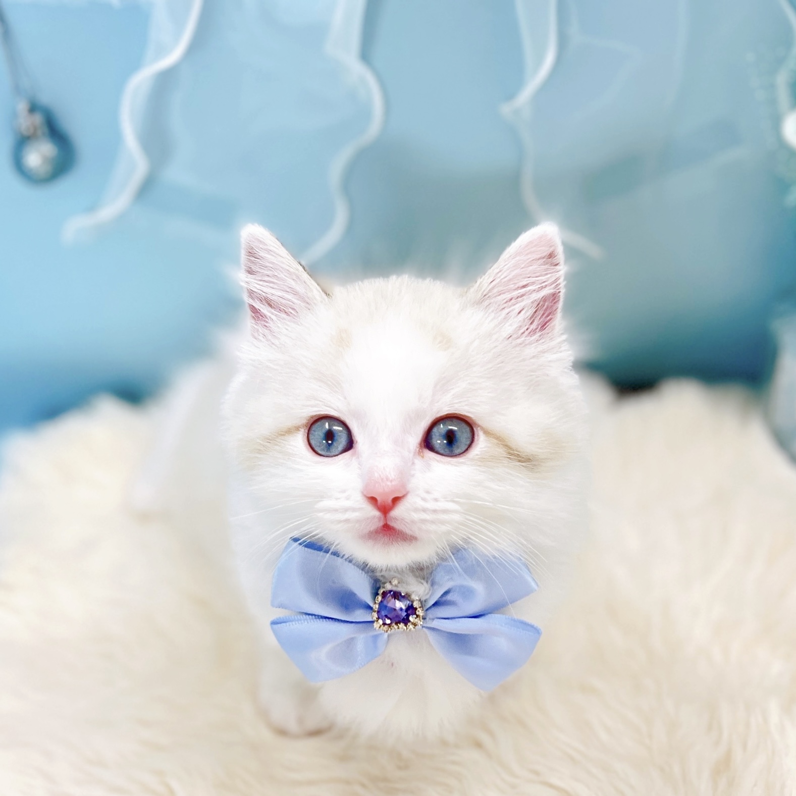 福井県のラグドール (犬の家＆猫の里アミーゴ福井大和田店/2026年2月4日生まれ/男の子/ブルーポイントバイカラー)の子猫の1枚目の画像