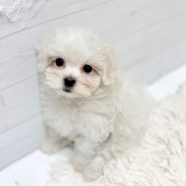 ハーフ犬女の子の写真