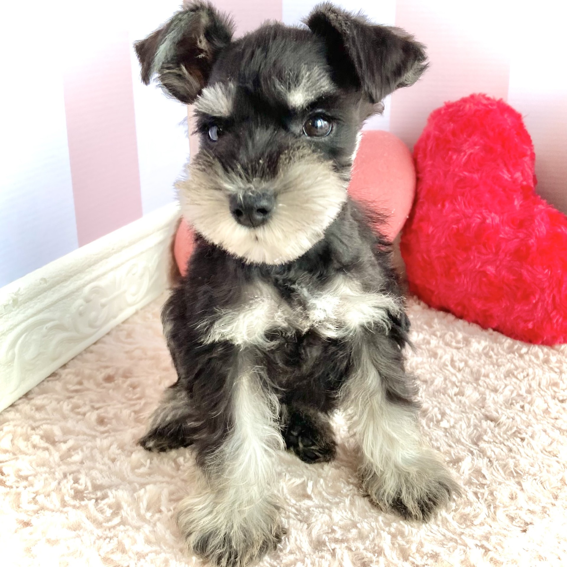 ミニチュアシュナウザー女の子の写真