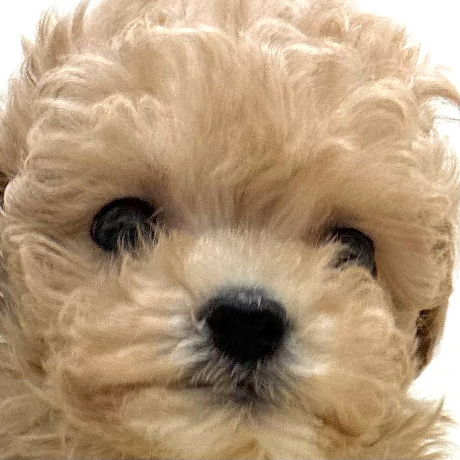 福岡県のマルプー(マルチーズ×プードル) (犬の家＆猫の里トリアス久山店/2026年2月6日生まれ/女の子/クリーム)の子犬の1枚目の画像