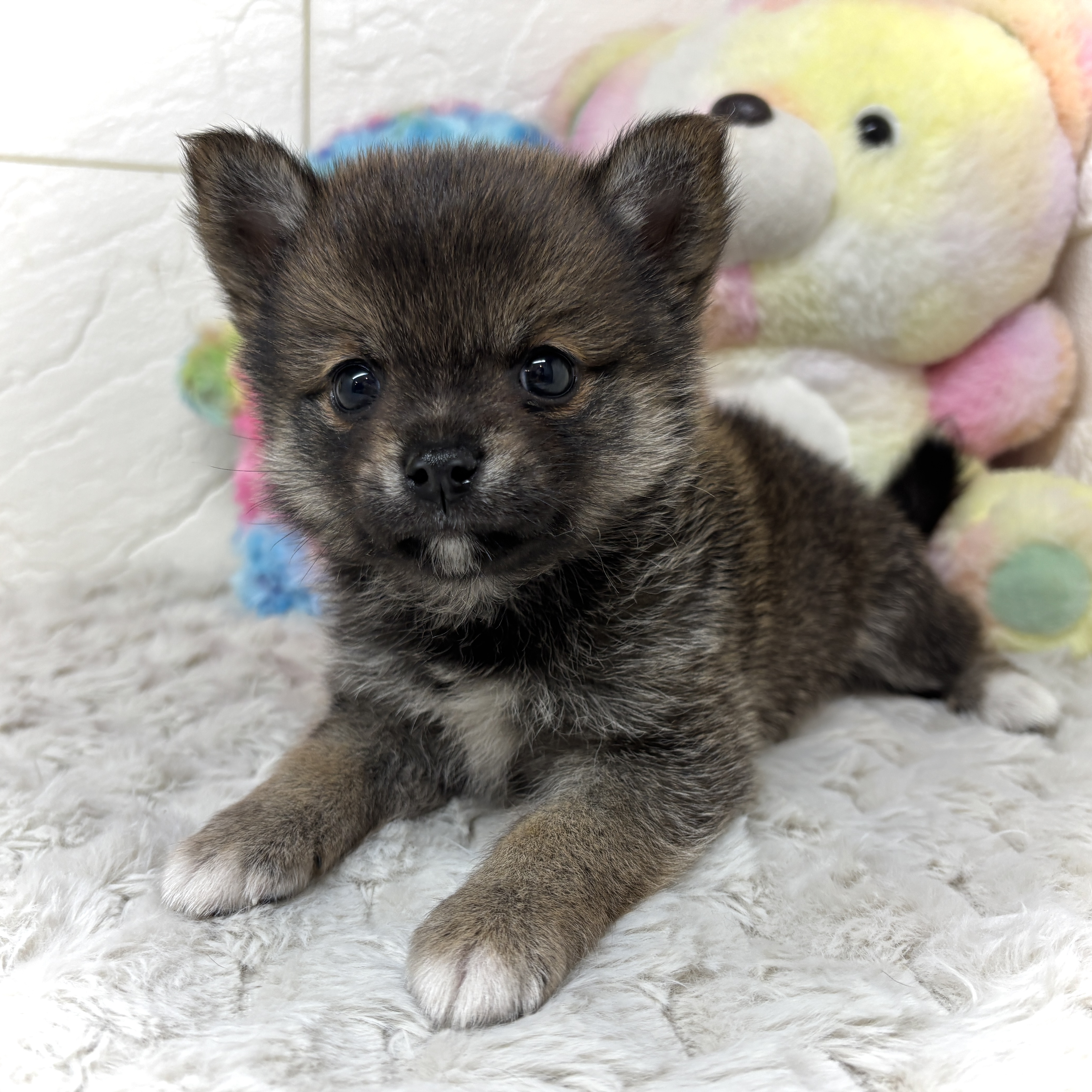 兵庫県のチワ柴/柴チワ/チワシバ(チワワ×柴) (犬の家＆猫の里ゆめタウン姫路店/2026年2月7日生まれ/男の子/胡麻)の子犬の1枚目の画像