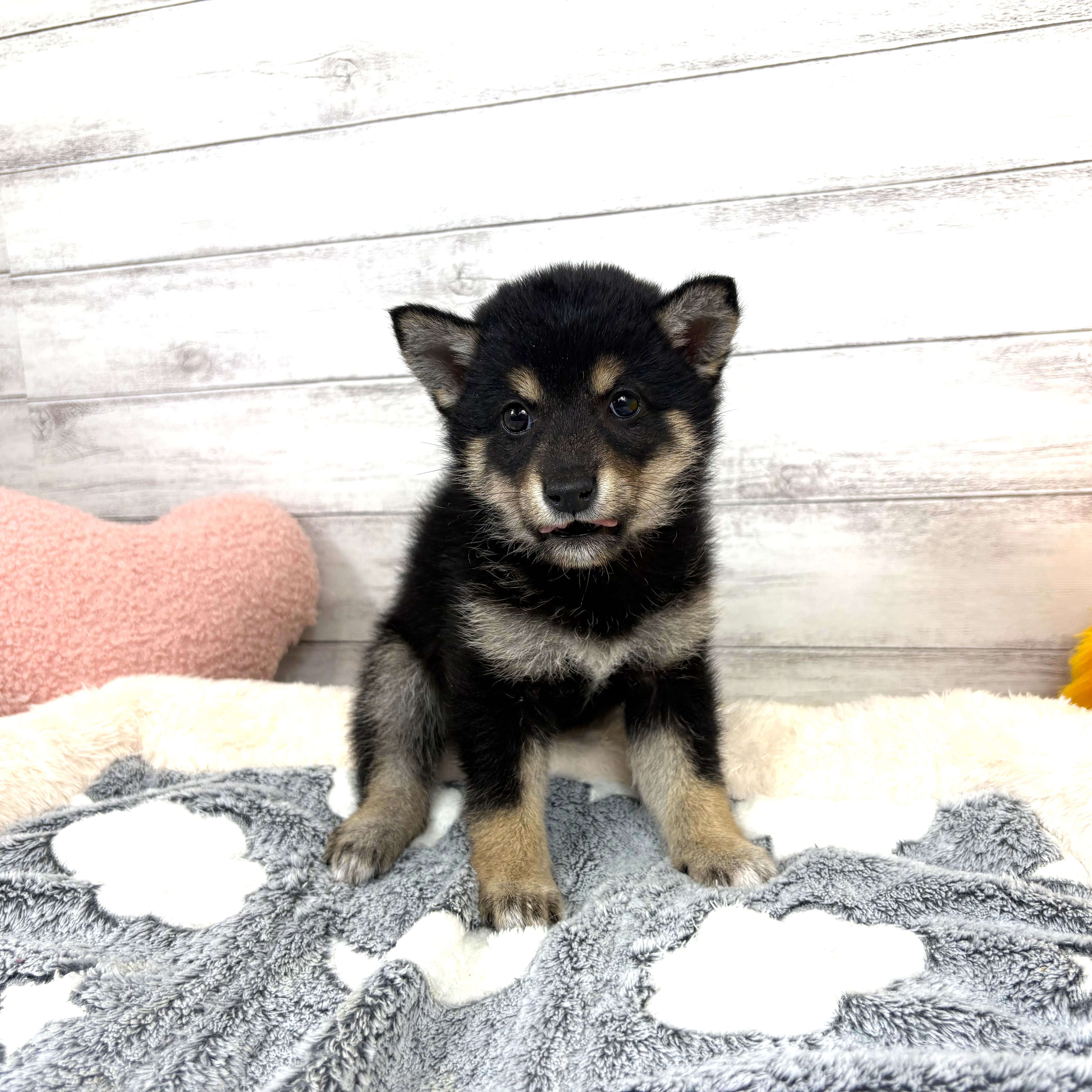 兵庫県の豆柴 (犬の家＆猫の里川西店/2026年2月6日生まれ/女の子/黒)の子犬の1枚目の画像