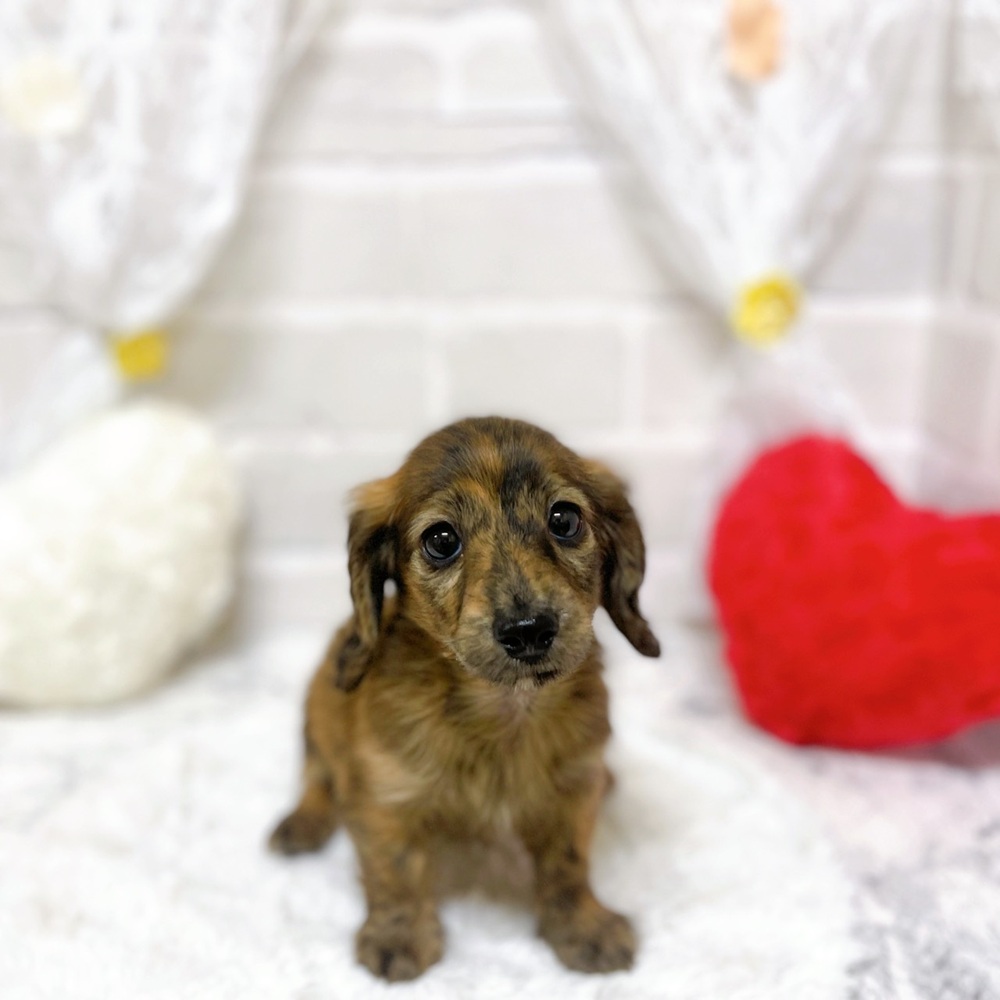 京都府のカニンヘンダックスフンド(ロング) (犬の家＆猫の里京都精華店/2026年1月31日生まれ/女の子/ブリンドル)の子犬の1枚目の画像