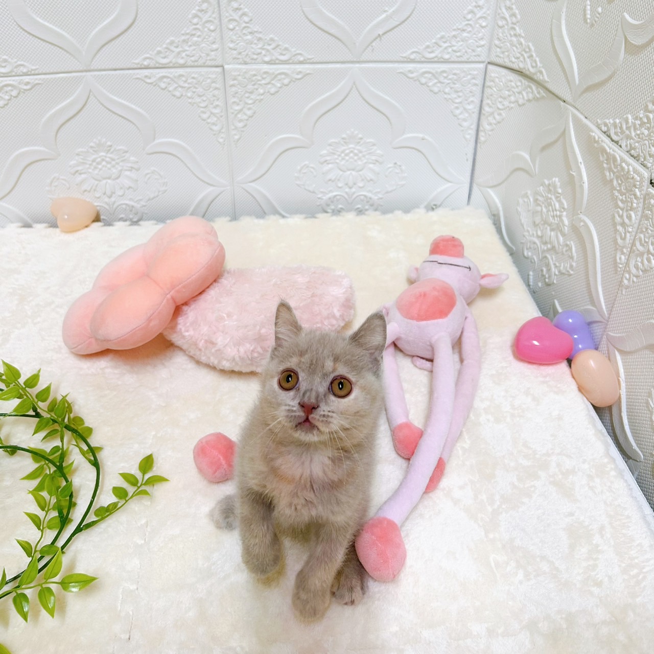 生体画像５