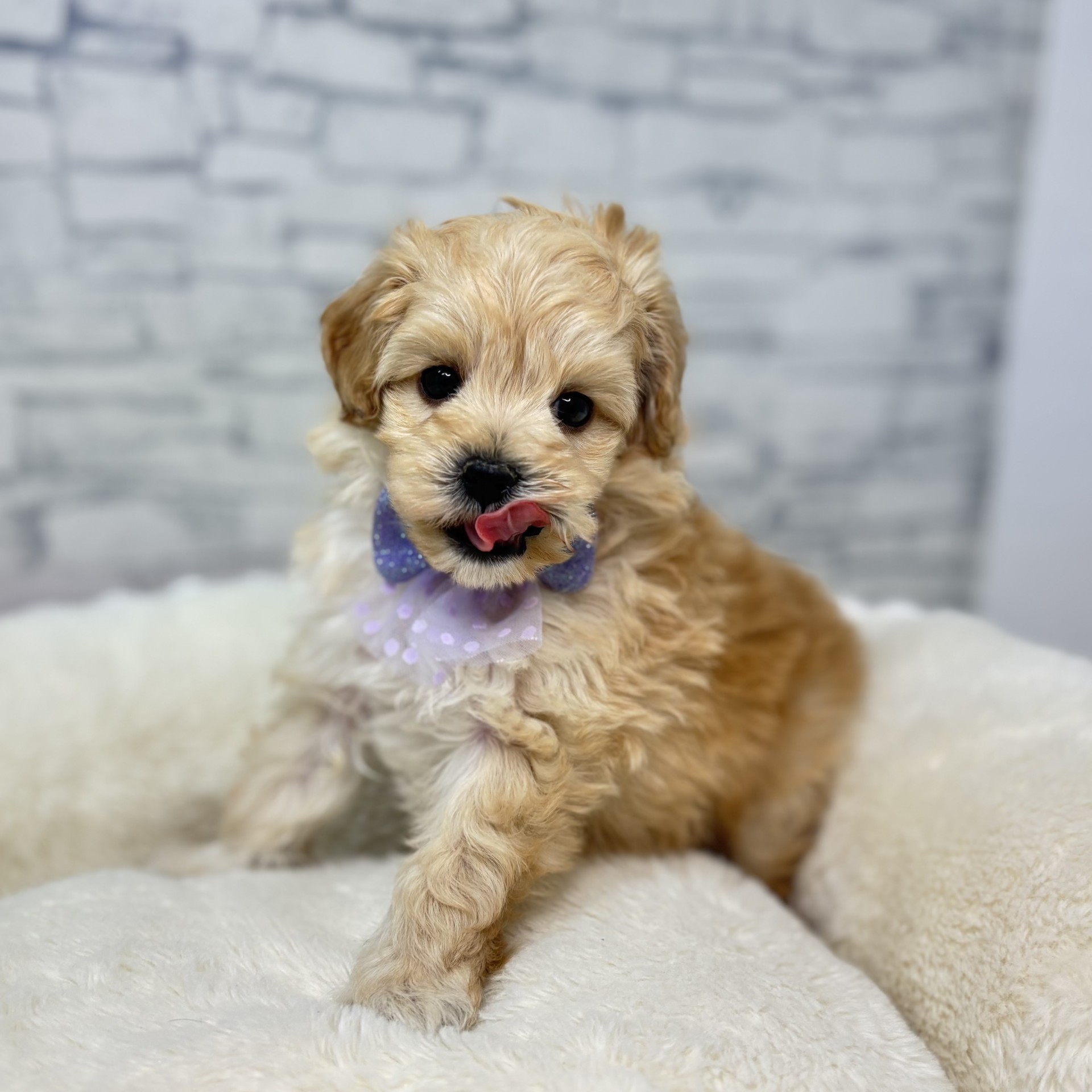 ハーフ犬男の子の写真
