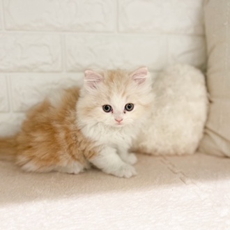 東京都のラガマフィン (犬の家＆猫の里新宿店/2026年2月7日生まれ/男の子/クリームタビーホワイト)の子猫の1枚目の画像