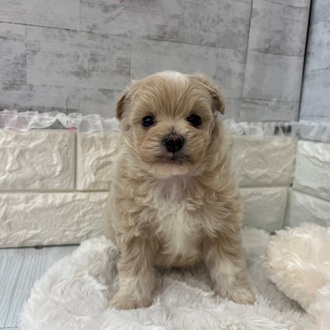 静岡県のポメプー(ポメラニアン×プードル) (犬の家＆猫の里プレ葉ウォーク浜北店/2026年2月10日生まれ/男の子/アプリコット)の子犬の1枚目の画像