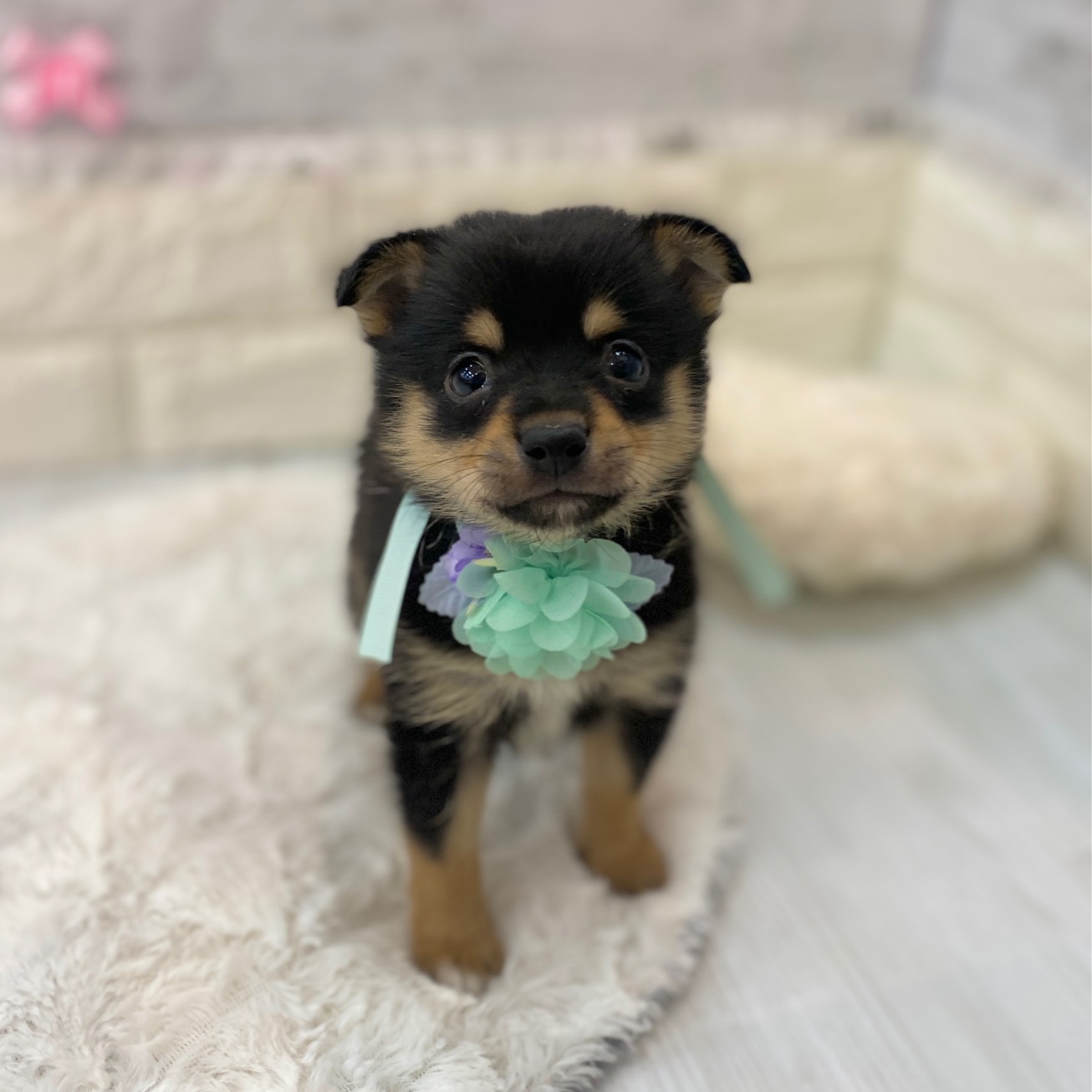 静岡県のチワ柴/柴チワ/チワシバ(チワワ×柴) (犬の家＆猫の里プレ葉ウォーク浜北店/2026年2月8日生まれ/男の子/黒)の子犬の1枚目の画像