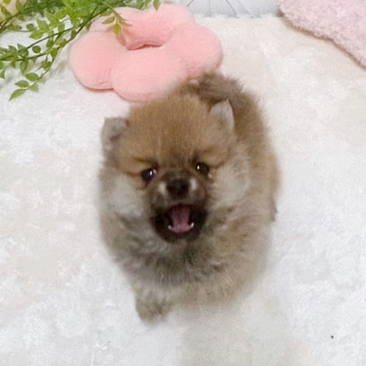 愛知県のポメ柴/豆ポメ/ポメ豆柴(ポメラニアン×柴犬) (犬の家＆猫の里岡崎店/2026年2月4日生まれ/女の子/赤)の子犬