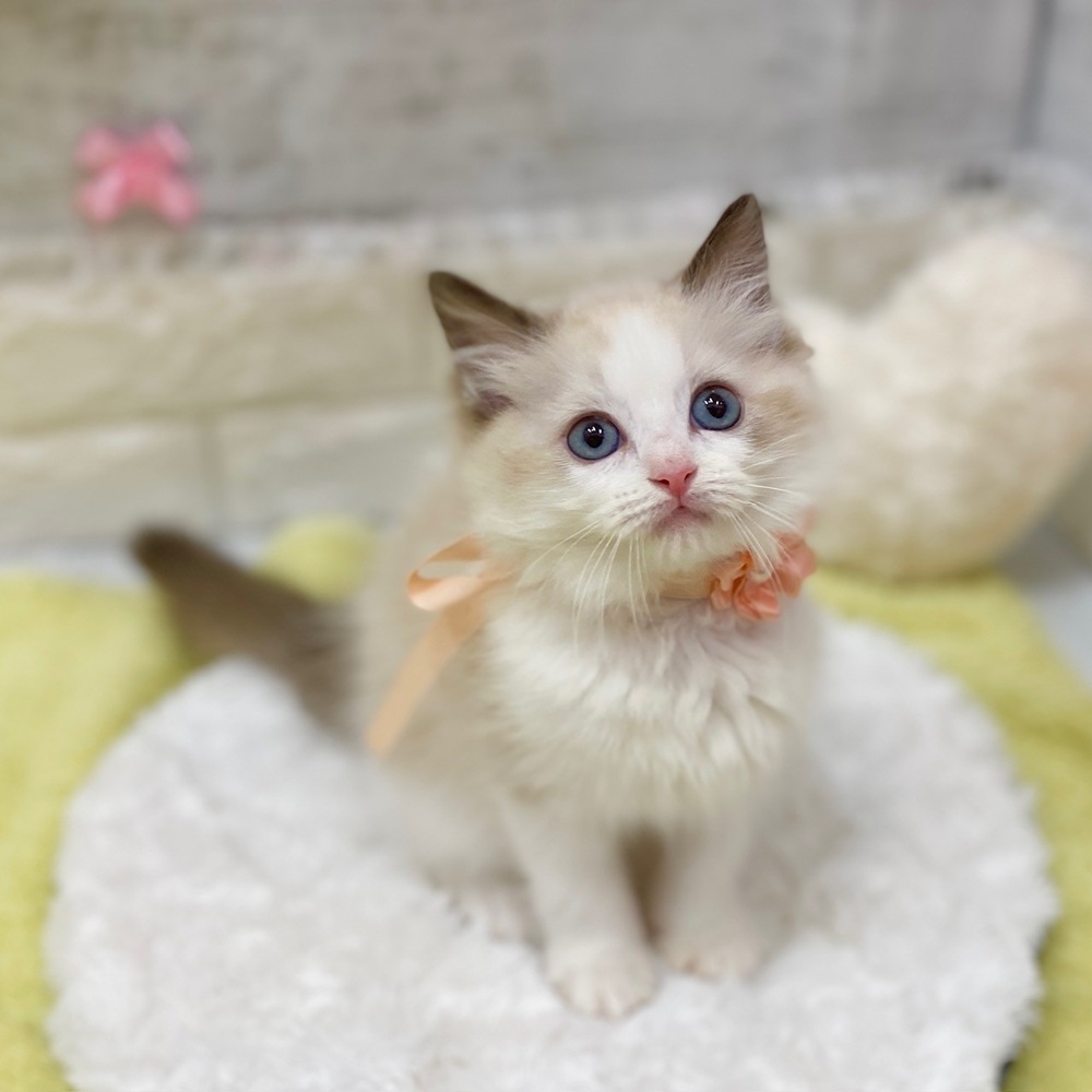 静岡県のラグドール (犬の家＆猫の里プレ葉ウォーク浜北店/2026年2月13日生まれ/女の子/シールポイントバイカラー)の子猫の1枚目の画像