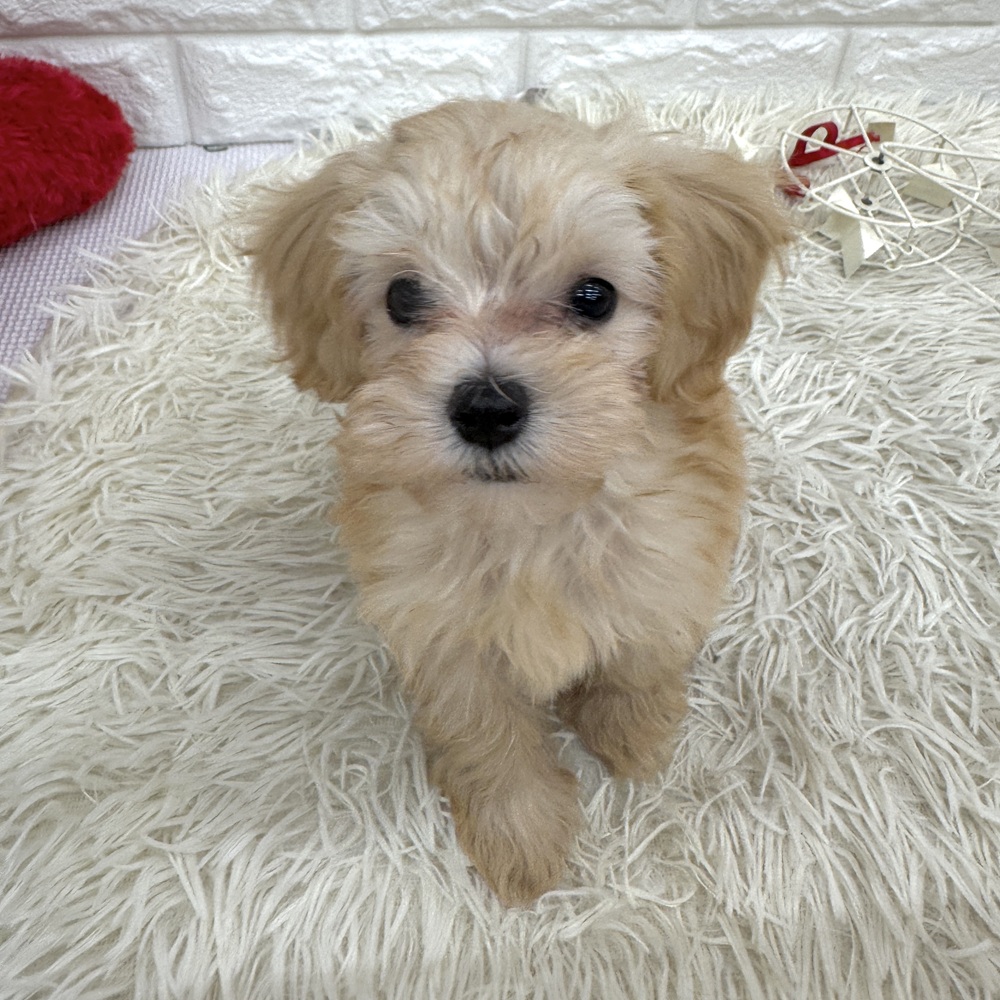 ハーフ犬男の子の写真