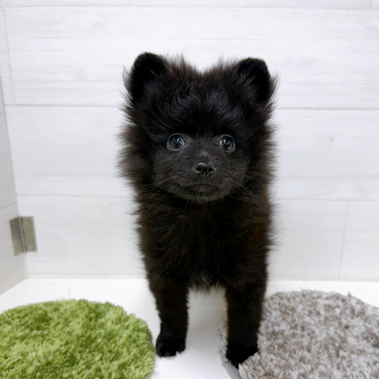 石川県のポメラニアン (犬の家＆猫の里アミーゴ金沢おこばた店/2026年2月15日生まれ/女の子/ブラック)の子犬の1枚目の画像