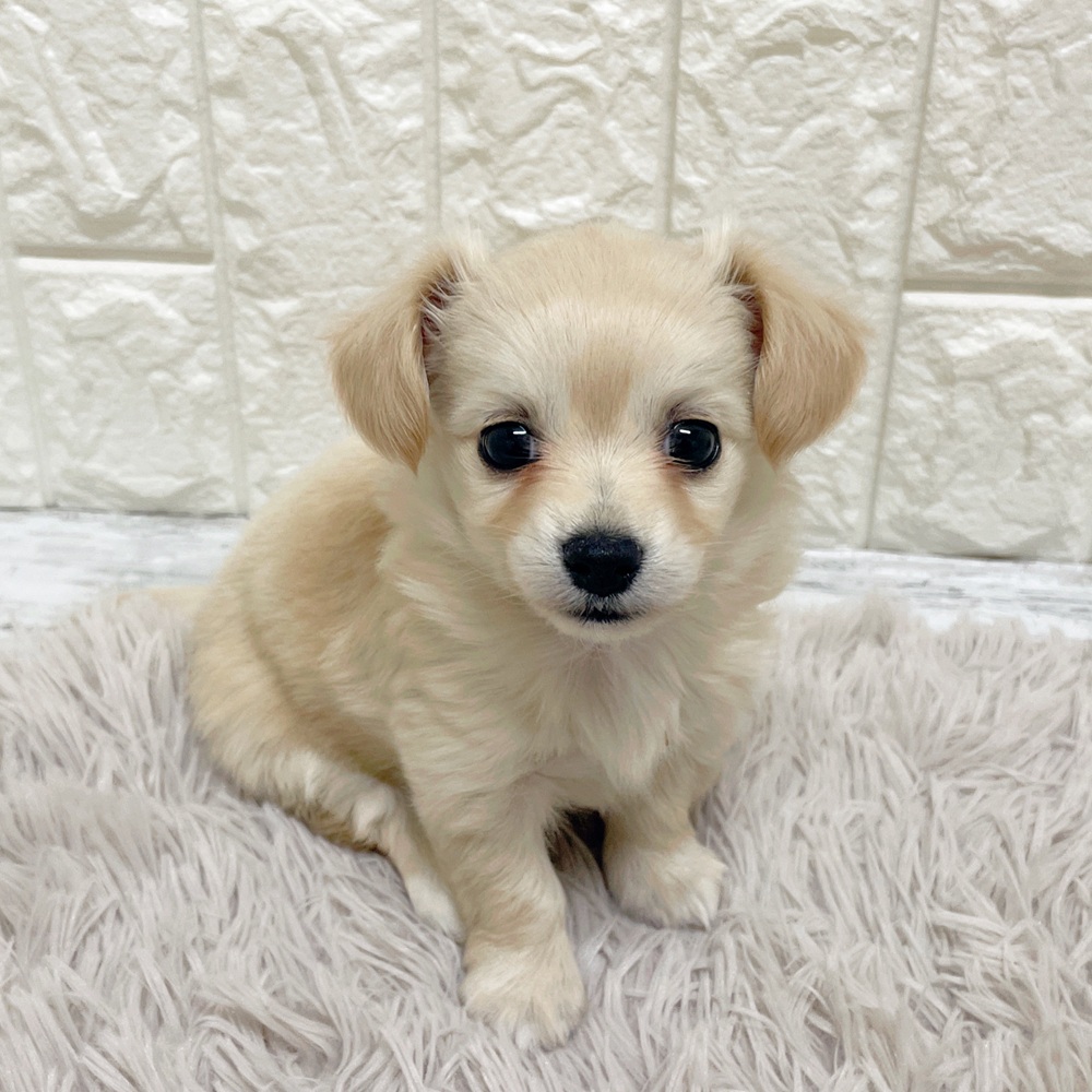 岡山県のチワックス(チワワ×ダックス) (犬の家＆猫の里岡山店/2026年2月15日生まれ/女の子/クリーム)の子犬の1枚目の画像