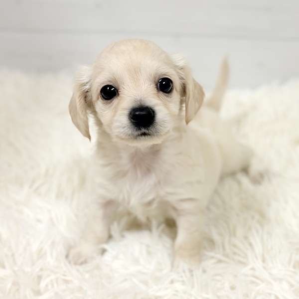 愛知県のチワックス(チワワ×ダックス) (犬の家＆猫の里豊田店/2026年2月16日生まれ/男の子/イエロー)の子犬の1枚目の画像