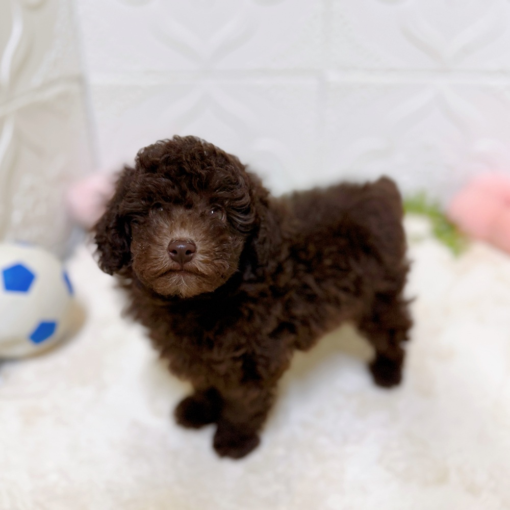 愛知県のトイプードル(トイ) (犬の家＆猫の里岡崎店/2026年2月16日生まれ/男の子/ブラウン)の子犬の1枚目の画像