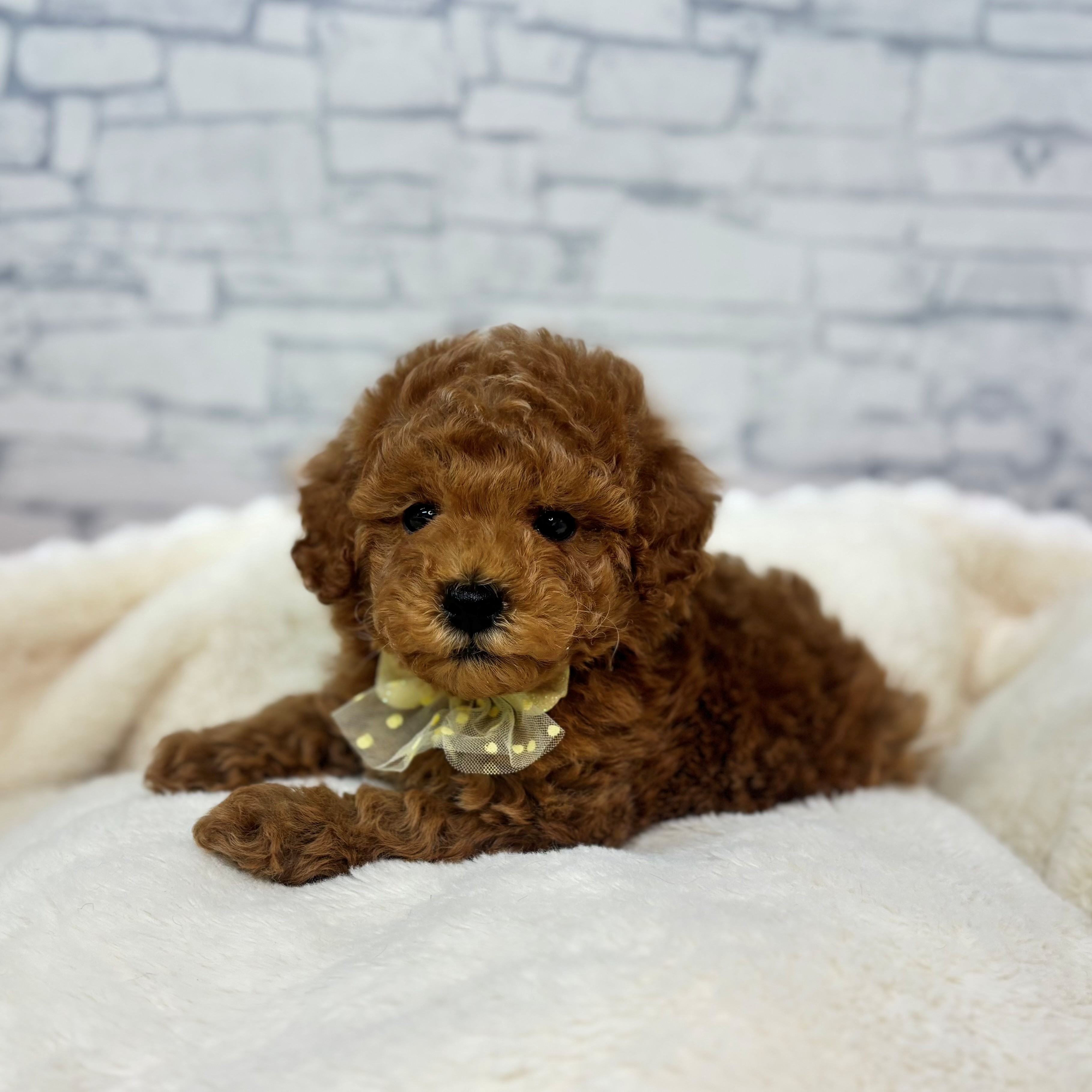 トイプードル男の子の写真