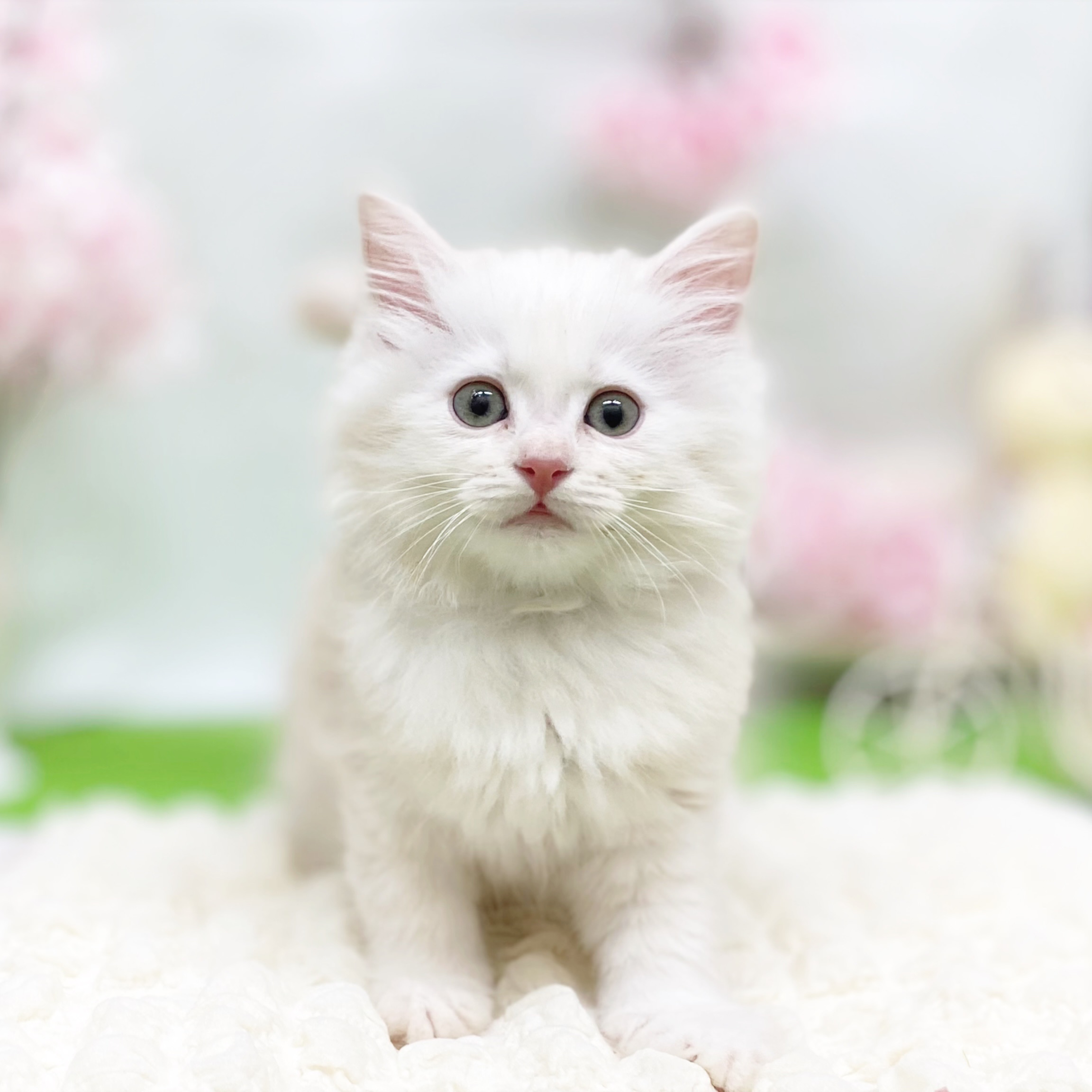 静岡県のサイベリアン (犬の家＆猫の里藤枝店/2026年2月15日生まれ/女の子/クリームタビー)の子猫の1枚目の画像