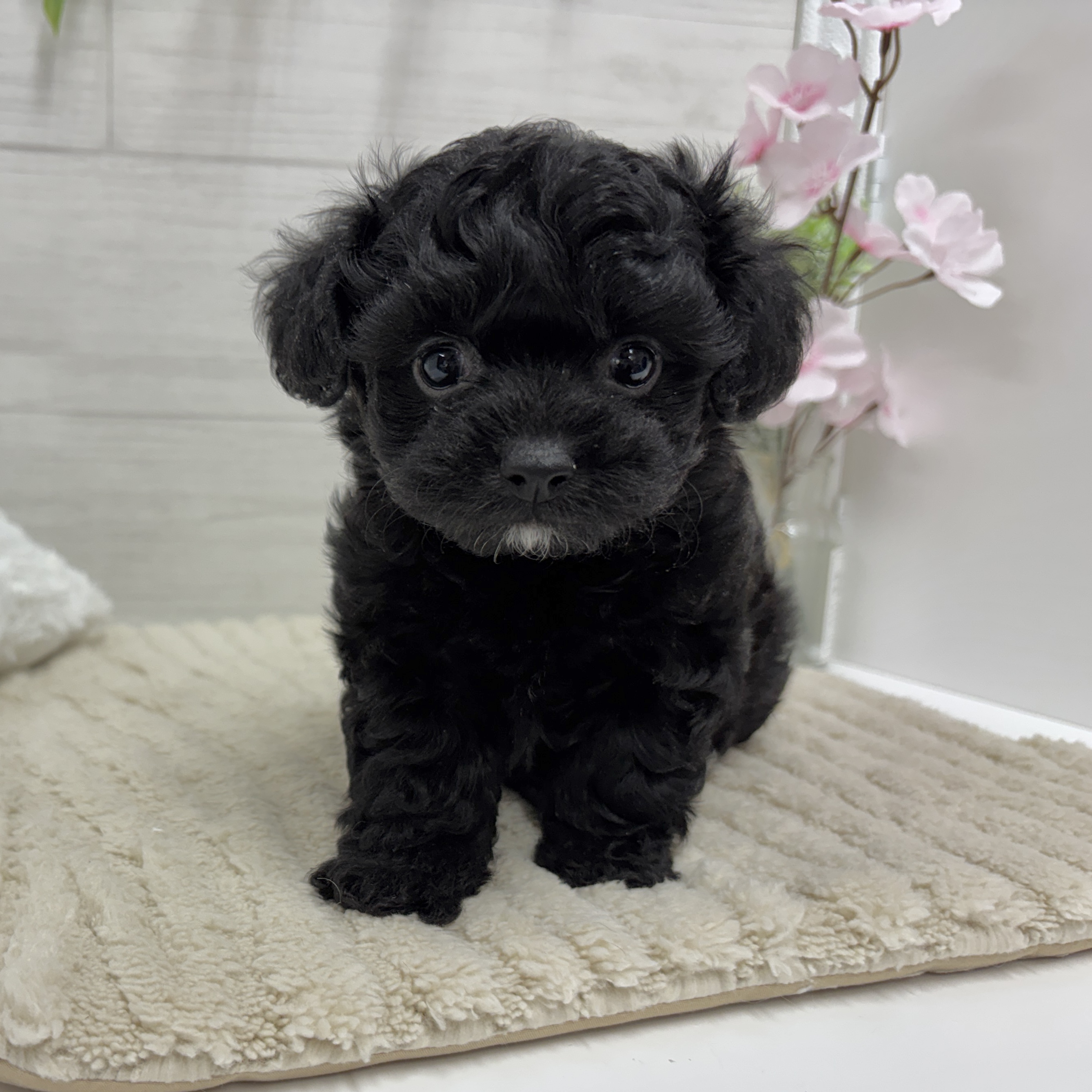 神奈川県のチワプー/プーチー(チワワ×プードル) (犬の家＆猫の里相模原店/2026年2月15日生まれ/男の子/ブラック)の子犬の1枚目の画像