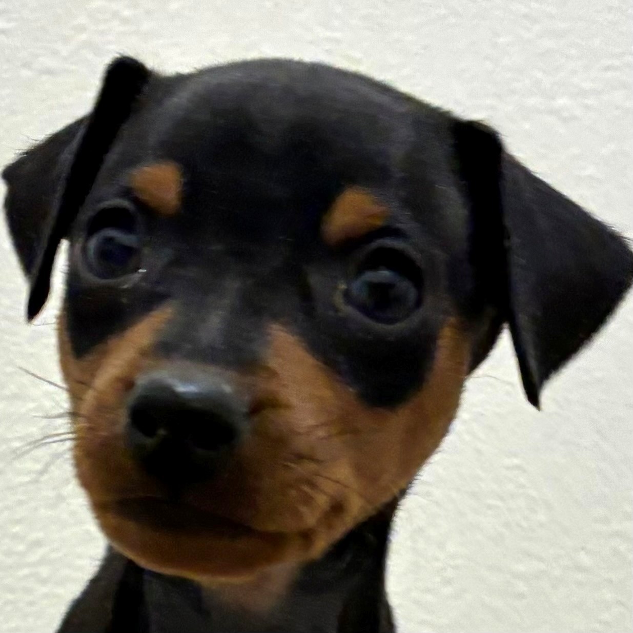 福岡県のミニチュアピンシャー (犬の家＆猫の里トリアス久山店/2026年2月15日生まれ/男の子/ブラックタン)の子犬の1枚目の画像