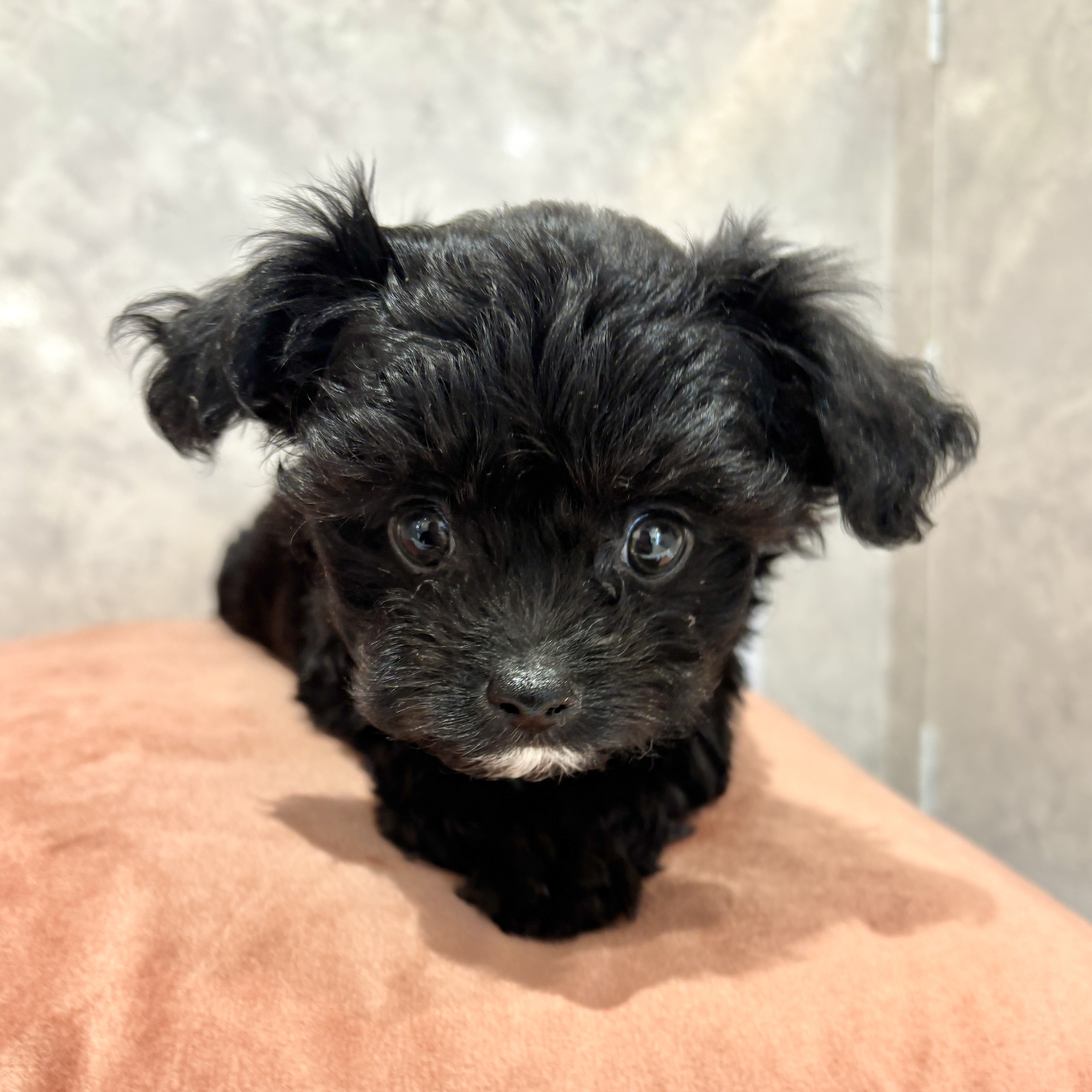 福岡県のチワプー/プーチー(チワワ×プードル) (犬の家＆猫の里くりえいと宗像店/2026年2月16日生まれ/男の子/ブラック)の子犬の1枚目の画像
