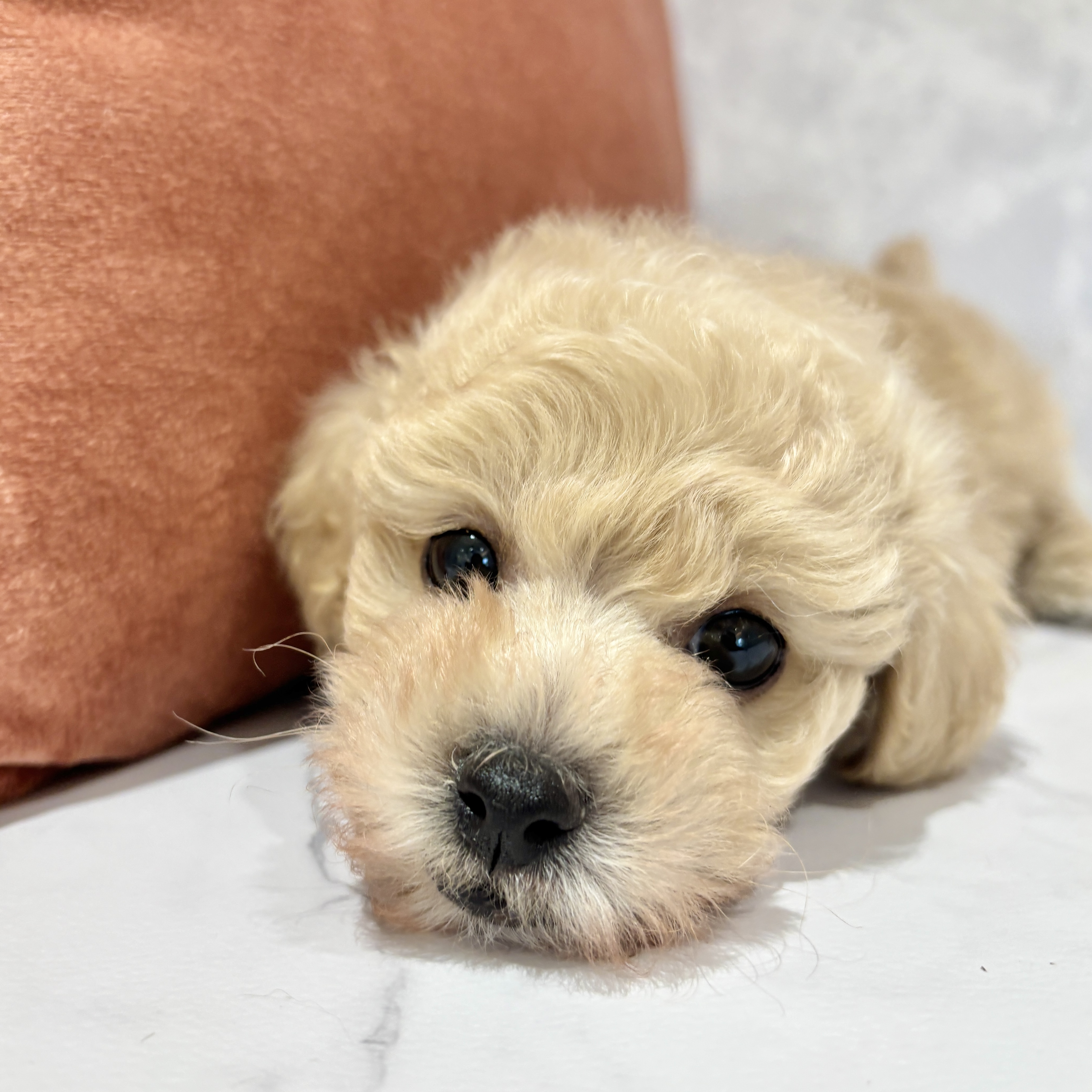 福岡県のトイプードル(トイ) (犬の家＆猫の里くりえいと宗像店/2026年2月15日生まれ/男の子/クリーム)の子犬の1枚目の画像