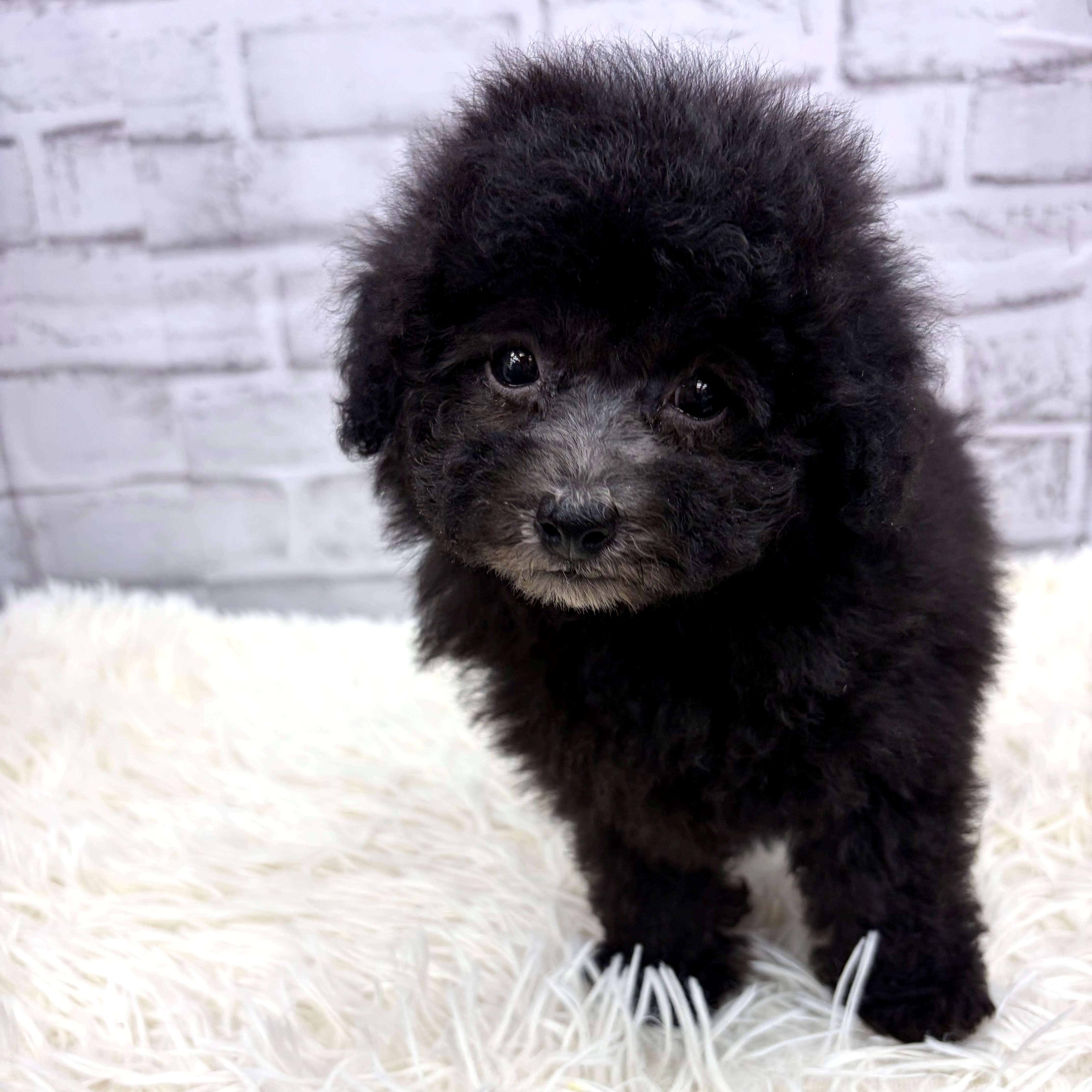 愛知県のトイプードル(トイ) (犬の家＆猫の里MEGAドン・キホーテ東海名和店/2026年2月17日生まれ/女の子/グレー)の子犬の1枚目の画像