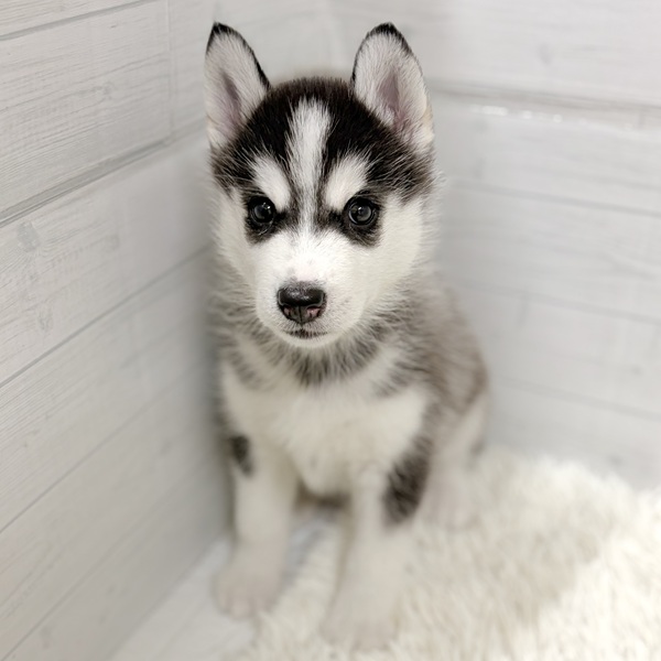 愛知県のシベリアンハスキー (犬の家＆猫の里豊田店/2026年2月17日生まれ/女の子/ブラックホワイト)の子犬の1枚目の画像
